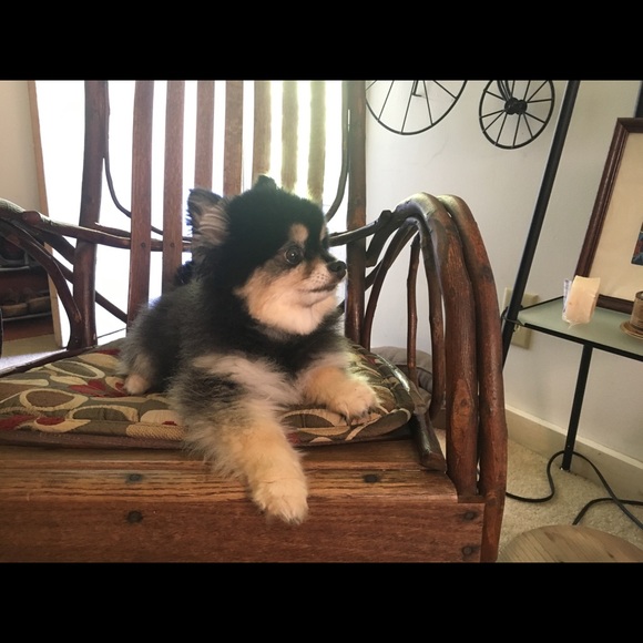 Meet your Posher, Mark - Picture 1 of 3